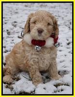 London Raki pups 6 wks old 211