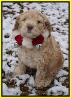 London Raki pups 6 wks old 221