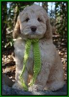 London Raki 8 wks old 5600