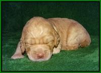 London Raki pups 2 wks old 231
