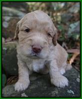 London Raki pups 3 wks old 261