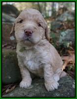 London Raki pups 3 wks old 271