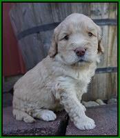 London Raki pups 4 wks old 251