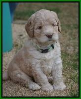 London Raki pups 5 wks old 30100