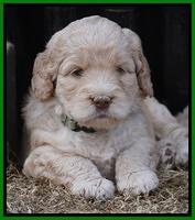 London Raki pups 5 wks old 31100