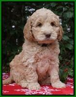 London Raki pups 7 wks old 211