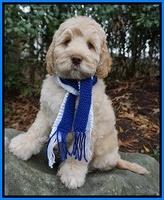 London Raki 8 wks old 51