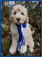 London Raki 8 wks old 61