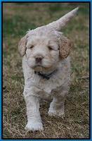 London Raki pups 5 wks old 36100