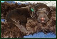 London Raki Newborn individuals 211