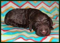 London Raki pups 1 wk old 211