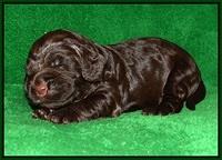 London Raki pups 2 wks old 261