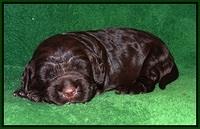 London Raki pups 2 wks old 271