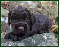 London Raki pups 3 wks old 301