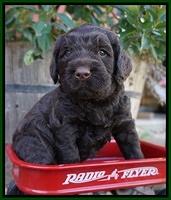 London Raki pups 4 wks old 311