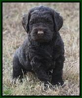 London Raki pups 5 wks old 45100