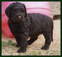 London Raki pups 5 wks old 46100