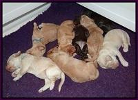 London Raki pups 1 wk old 231