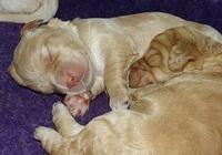 London Raki pups 1 wk old 251