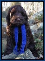 Liza Prime pups 8wks old 11