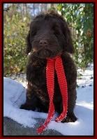 Liza Prime pups 8wks old 3200
