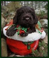 Liza Prime pups 4 wks old 101