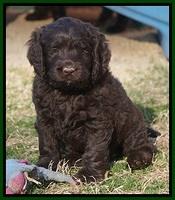 Liza Prime pups 6 wks old 71