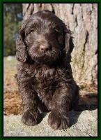 Liza Prime pups 7 wks old 101