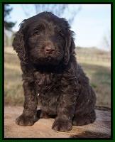 Liza Prime pups 7 wks old 111