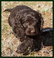 Liza Prime pups 7 wks old 131