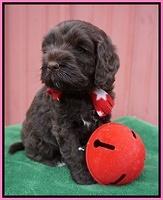 Liza Prime pups 5 wks old 181