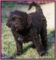 Liza Prime pups 6 wks old 161