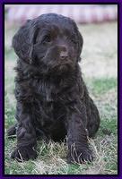Liza Prime pups 6 wks old 201