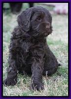 Liza Prime pups 6 wks old 211