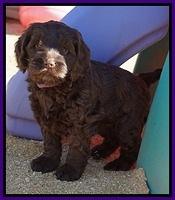 Liza Prime pups 6 wks old 231