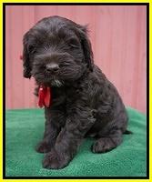 Liza Prime pups 5 wks old 241