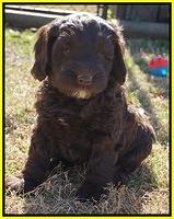 Liza Prime pups 6 wks old 261