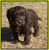 Liza Prime pups 6 wks old 271