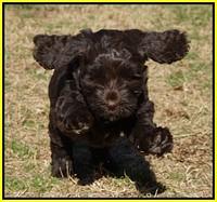 Liza Prime pups 6 wks old 281