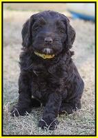 Liza Prime pups 6 wks old 291