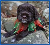 Liza Prime pups 4 wks old 281