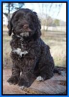 Liza Prime pups 7 wks old 341