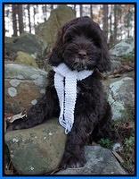 Liza Prime pups 8wks old 27