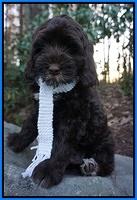 Liza Prime pups 8wks old 37