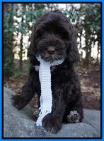 Liza Prime pups 8wks old 47