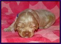 Callie Parson pups 2 wks old 31