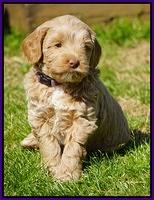 Callie Parson pups 6 wks old 61