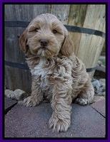 Callie Parson pups 7 wks old 21