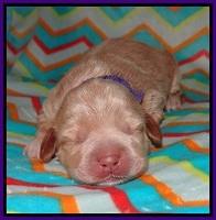 Callie Parson pups one week old 31