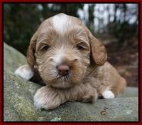 Callie Parson pups 3 wks old 51